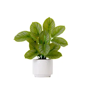 12" Artificial Calathea Plant with Decorative Planter