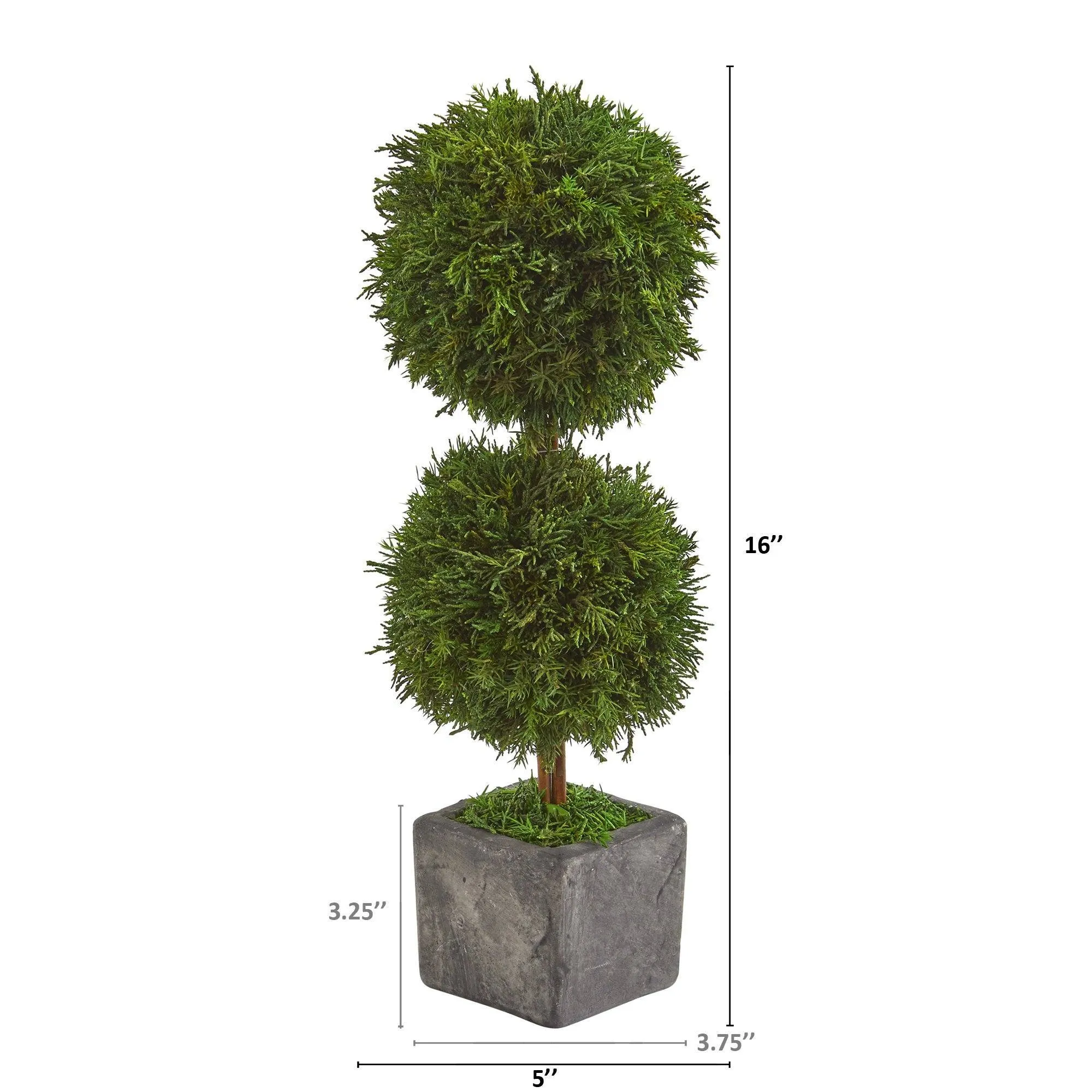 16” Cypress Double Ball Preserved Plant in Decorative Planter