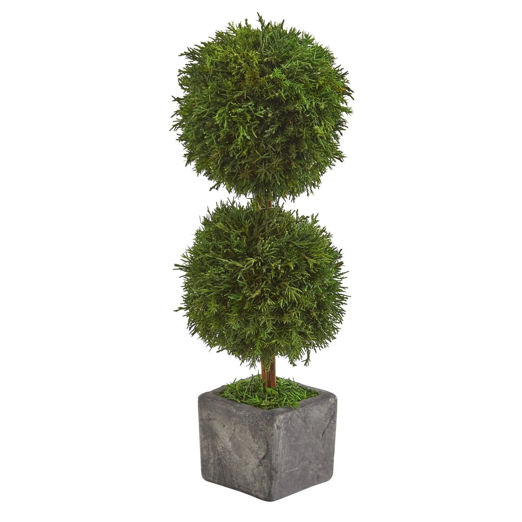 16” Cypress Double Ball Preserved Plant in Decorative Planter