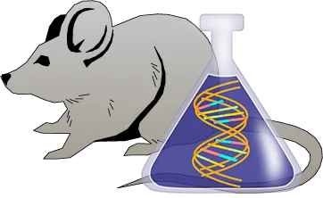 Mouse tPA Genetically Deficient Spleen