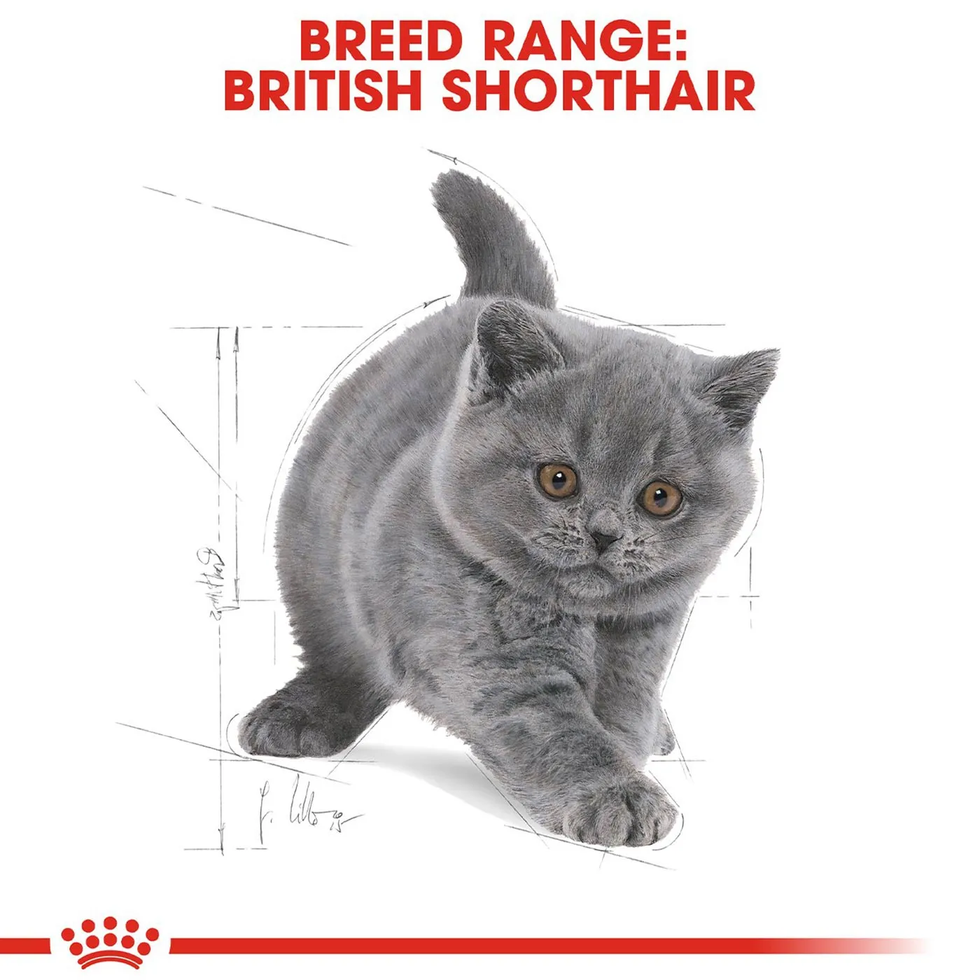 Royal Canin British Shorthair Kitten Dry Food 2KG